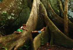 Mudas de Samaúma (Ceiba pentandra) – A Rainha da Floresta Amazônica