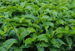 Mudas de Café de Alta Produtividade – Viveiro com 40 Anos de Tradição