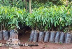Mudas de Choupala (Polyalthia longifolia var. pendula) – Árvore Mastro Ornamental