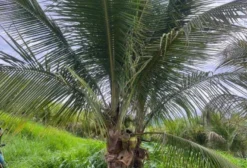 Muda de Coqueiro Anão Precoce para Vaso e Jardim
