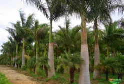 Mudas de Palmeira Imperial (Roystonea oleracea) – Porte Majestoso para Paisagismo de Alto Padrão