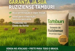 Semente de Brachiaria Ruziziensis Tamburi – 20 kg – Alta Pureza e Germinação