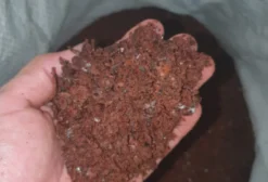 Torta de Cupuaçu para Ração Animal – 18% Proteína e 15% Gordura