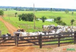 Procura-se Sítio ou Fazenda para Arrendamento – Criação de Gado (Recria e Engorda) – Até 200 hectares – Região de Rio Verde/GO