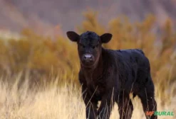 Compra Contínua de Gado Macho Inteiro para Cruzamento Industrial em Jaraguari-MS