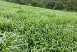 Procuro Pasto para Arrendamento – Recria/Engorda – Campo Grande MS