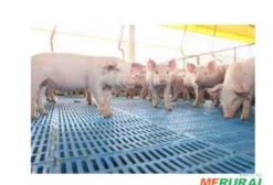 Compramos Sucata de Pisos Plásticos Usados para Creche de Suínos - Coleta em Jardim/MS