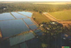 Oportunidade de Investimento em Piscicultura – 184 Hectares de Lâmina D'Água em Sorriso, MT