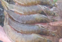 Camarão Fresco – Venda e Corretagem no Ceará