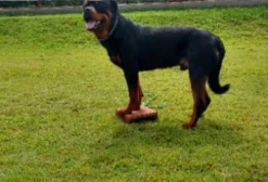 Adestrador Comportamental de Cães em Goiânia - GO