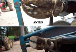Serviço de Casqueamento Profissional para Bovinos em Maringá - PR