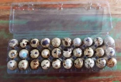 Ovos de Codorna em Cartelas com 30 Unidades - Venda em Fervedouro/MG