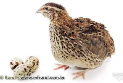 Codornas Nipo para Postura – Filhotes de 1 Dia (Caixa com 300 Unidades)