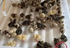 Filhotes de Codorna Japonesa de 1 Dia para Produção de Ovos e Carne