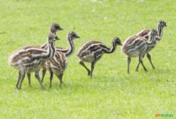 Emu (Dromaius novaehollandiae) – Ave Ornamental Exótica à Venda em Blumenau/SC