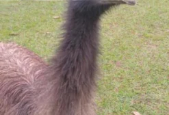 Emu Australiano Jovem - Biritiba-Mirim/SP