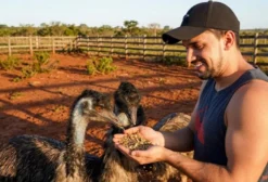 Casal de Emu Australiano Iniciando Postura – São Joaquim de Bicas/MG