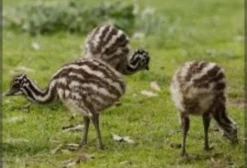 Casal de Filhotes de Emu Australiano Sexados