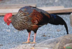 Casal de Faisão Sonneratii (Gallus sonneratii) - Ave Ornamental Exótica - Blumenau/SC