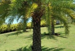 Palmeira Tamareira Adulta Phoenix Dactylifera – Produtiva para Paisagismo e Fruticultura