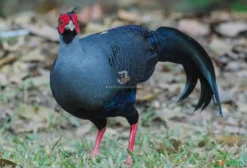 Casal de Faisão Prelatus (Lophura ignita rufa) – Ave Ornamental Rara
