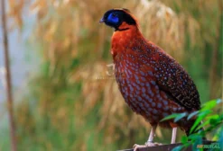 Casal de Faisão Temminck (Tragopan temminckii) – Ave Ornamental Exótica