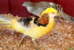 Casal de Faisão Canário – Mutação Rara com Plumagem Amarelada (Phasianus colchicus mut.)