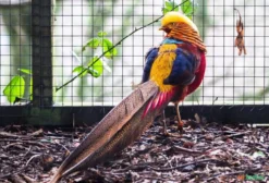 Casal de Faisão Carvoeiro (Lophura leucomelanos) – Ave Ornamental de Grande Porte