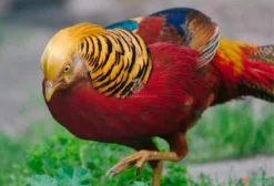 Casal de Faisão Dourado (Chrysolophus pictus) – Aves Ornamentais