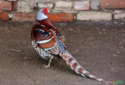 Casal de Faisão Elliot (Syrmaticus ellioti) – Ave Ornamental Rara