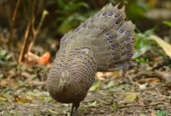 Casal de Faisão Eperonier (Polyplectron spp.) – Ave Ornamental Exótica em Blumenau/SC