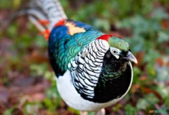 Casal de Faisão Lady Amherst (Chrysolophus amherstiae) – Ave Ornamental Exótica