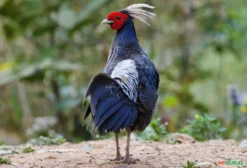 Casal de Faisão Nepal Crista Branca (Lophophorus impejanus mutação rara)