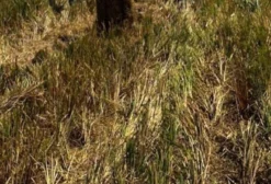 Feno de Arroz para Nutrição Animal – Brasnorte/MT
