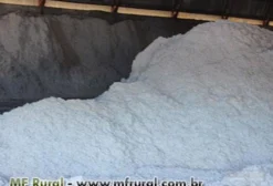 Caroço de Algodão Safra Nova para Nutrição Animal