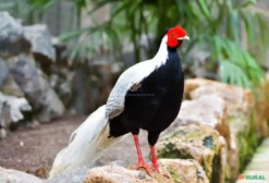 Casal de Faisão Prateado (Lophura nycthemera) – Ave Ornamental Exótica