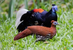 Casal de Faisão Vieillot (Syrmaticus humiae) – Ave Ornamental Rara e Exótica