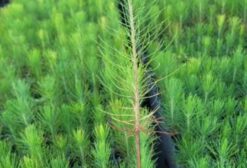 Mudas de Eucalipto, Pinus e Erva-Mate – Viveiro com 15 Milhões de Mudas/Ano