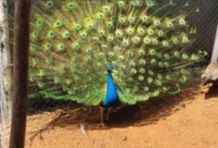 Aves Ornamentais – Faisões, Pavões e Frangos Ayam Cemani