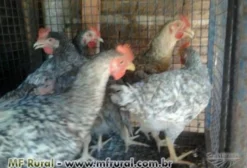 Pintainhos Caipiras, Embrapa 051 e Frangas - Venda de Aves para Criação