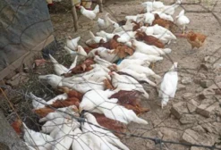 Lote de 80 Frangas de Postura com 4 Meses - Joaíma MG