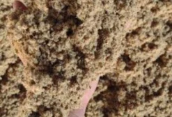 Torta de Algodão 28% PB para Nutrição Animal - Retirada em TO/GO