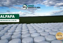 Fardo de Pré-Secado de Alfafa 550 kg - Fenos Santa Clara