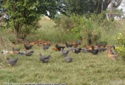 Frango Caipira Natural – Vivo ou Limpo – Granja em Nova Odessa/SP
