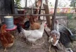 Galinha Caipira Jovem para Matriz ou Consumo – Torres/RS