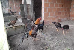 Galinha da Índia (Galinha-d'angola) Pura - Em Postura - Elias Fausto/SP
