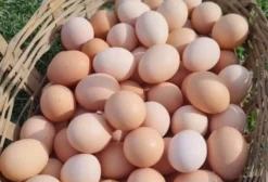 Ovos Galados de Galinhas Caipiras – Dúzia com Alta Fertilidade e Genética Selecionada + 3 Ovos Extras