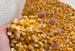 Milho em Grão 25kg – Ração Energética para Aves, Suínos e Bovinos