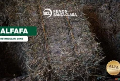 Feno de Alfafa 20kg – Premium para Nutrição Animal