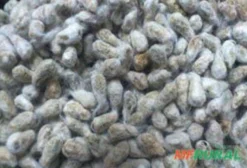 Caroço de Algodão para Nutrição Animal – Venda por Tonelada em Lucas do Rio Verde, MT